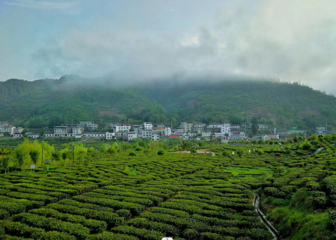 紫阳县蒿坪镇:"茶农旅"融合发展 助力乡村振兴 – 陕西时代网