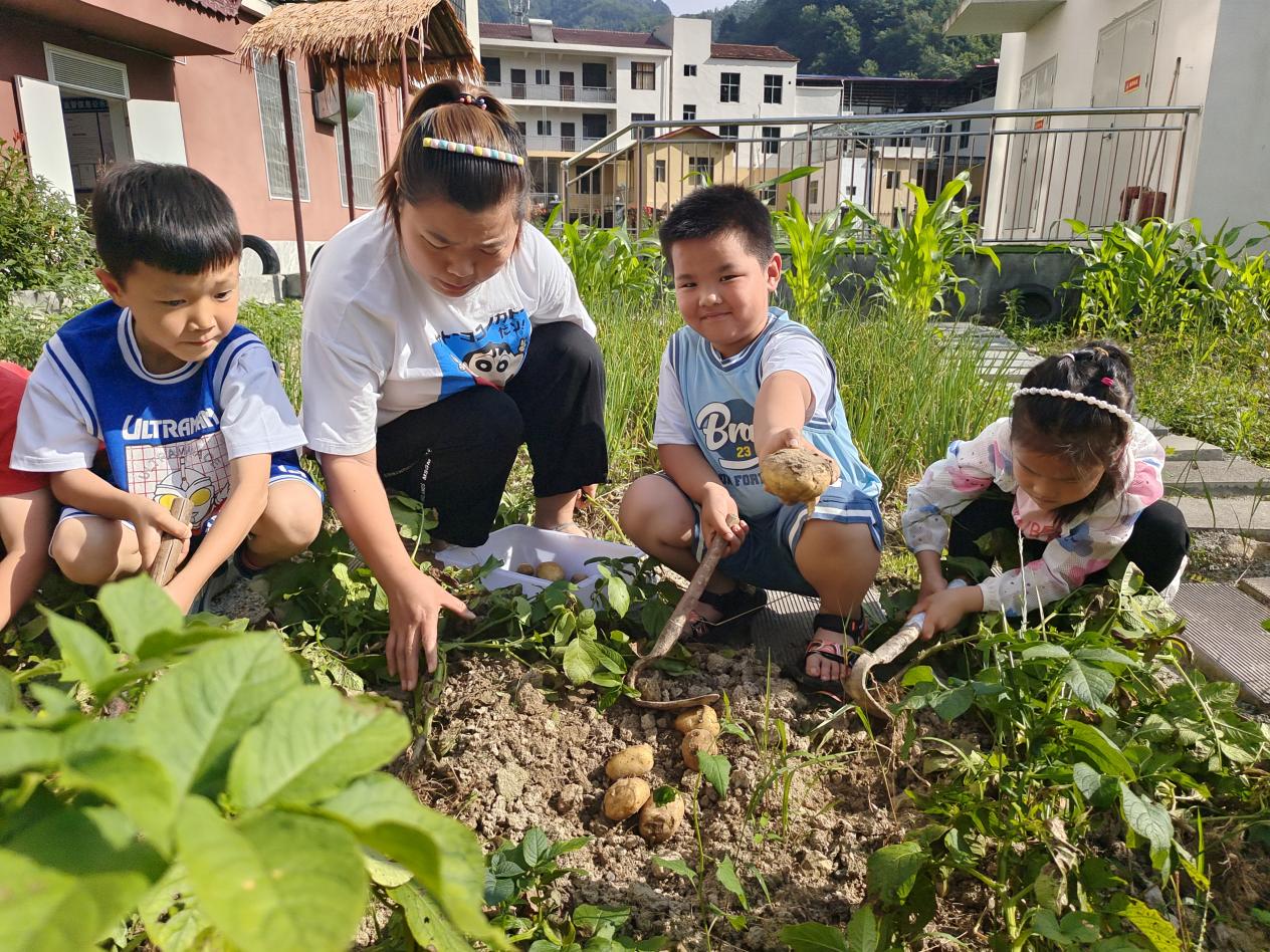 曙坪镇中心幼儿园趣挖土豆活动mmexport1687853435973