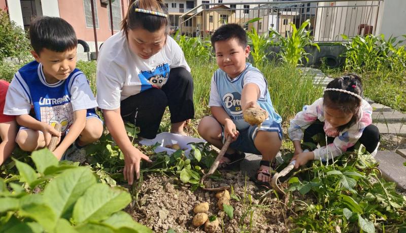 曙坪鎮(zhèn)中心幼兒園趣挖土豆活動(dòng)mmexport1687853435973