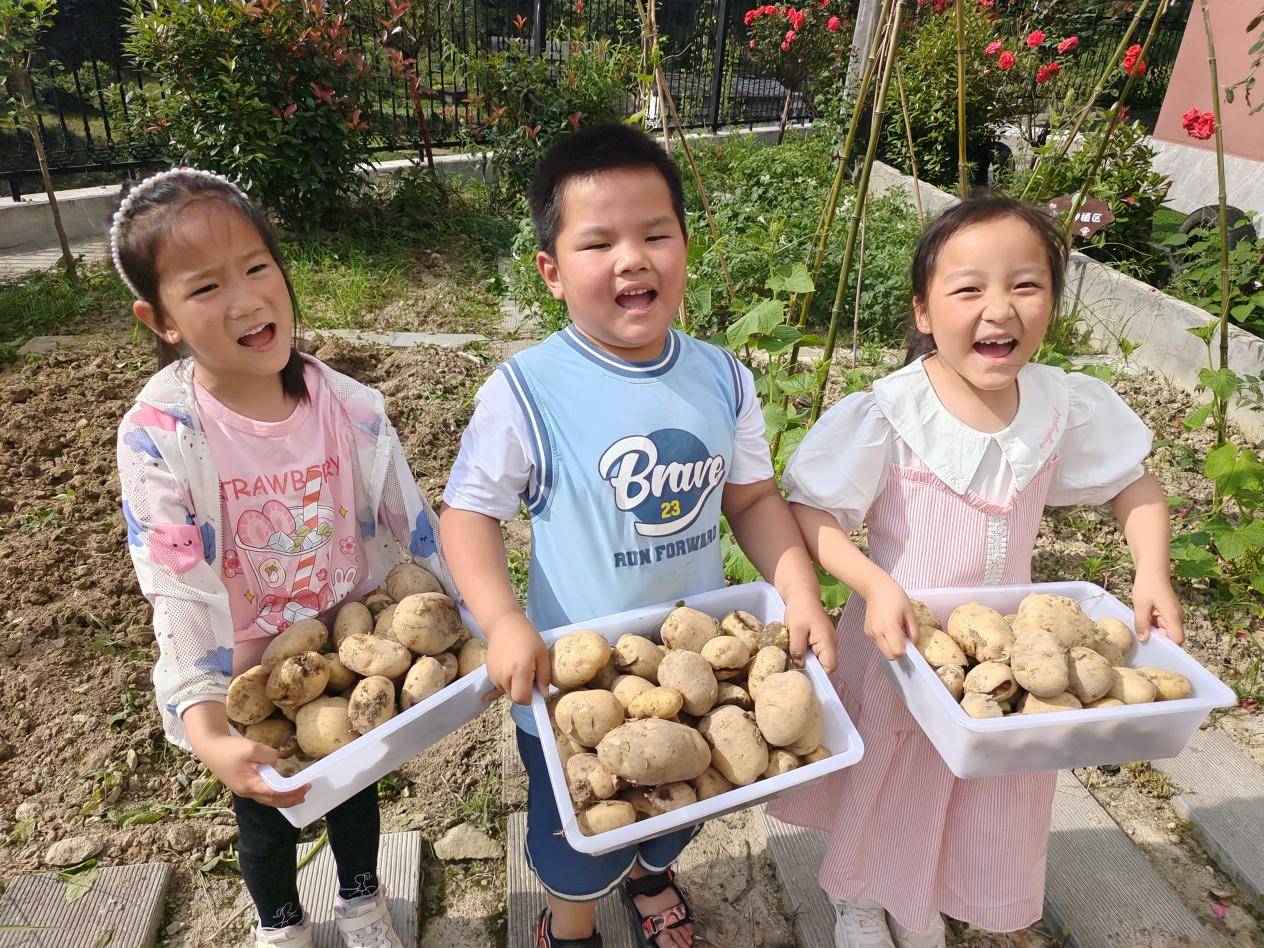 曙坪镇中心幼儿园趣挖土豆活动mmexport1687853446948
