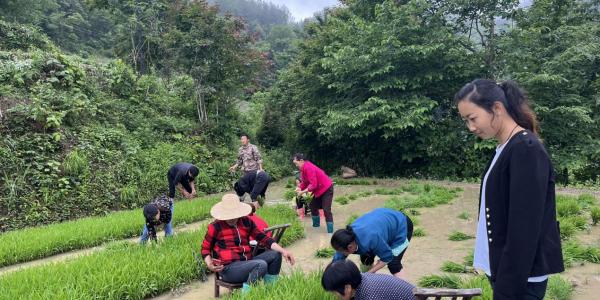 村民们在稻田里拔秧苗