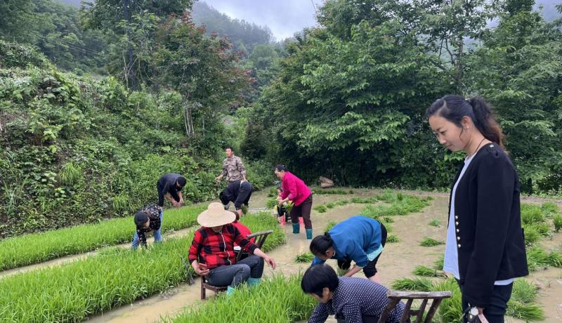 村民们在稻田里拔秧苗