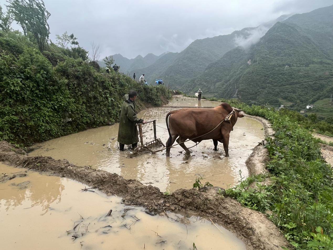 村民对”旱改水“后的土地进行犁田