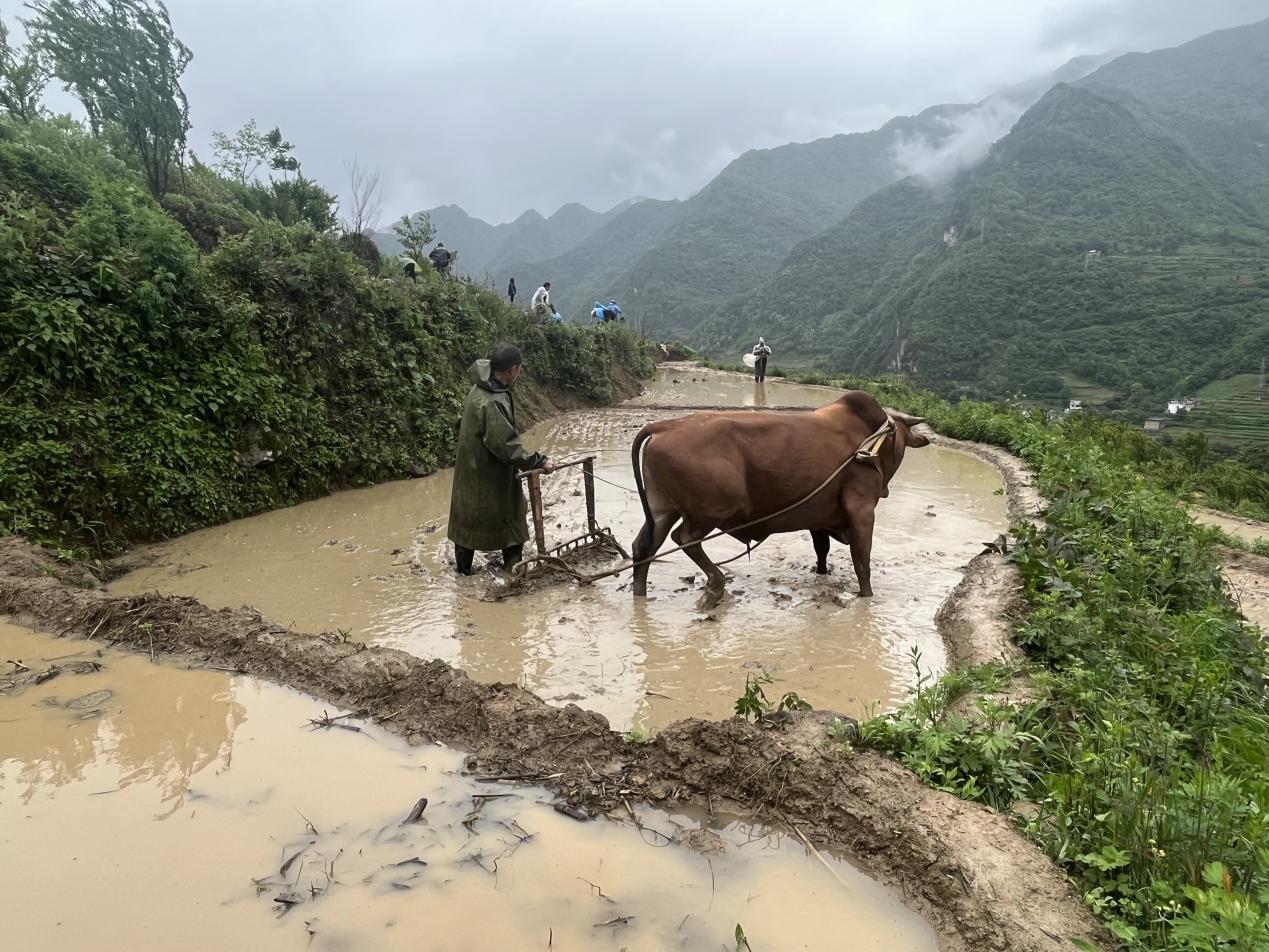 村民对”旱改水“后的土地进行犁田