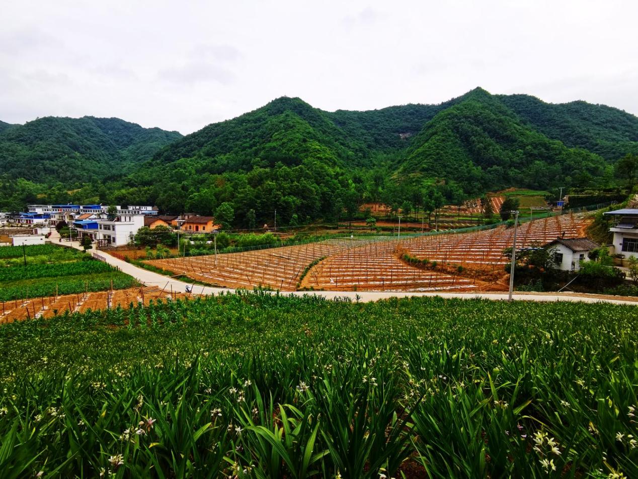 图为康家坪村中药材基地
