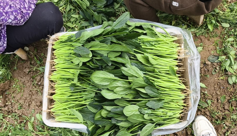 菠菜