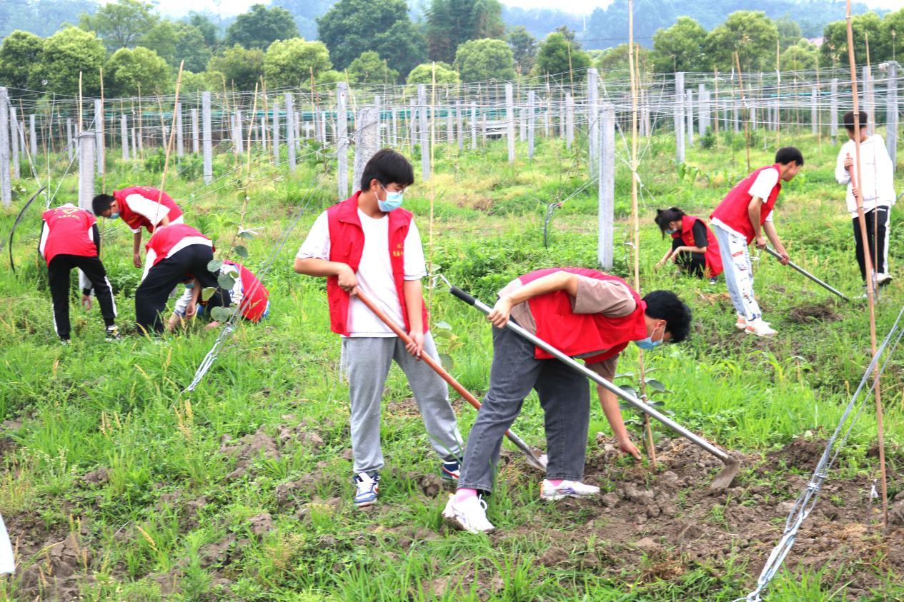 5月27日，蒲中学生在劳动实践基地劳作杨登武  摄(1)(1)