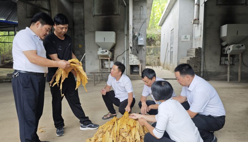 第一書記們交流煙草專業(yè)技術