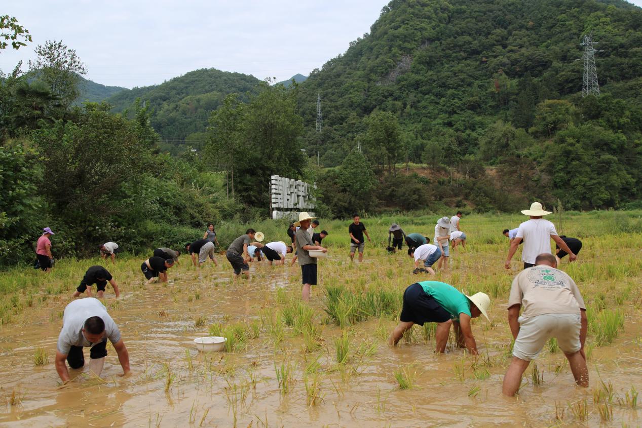 稻田摸鱼比赛