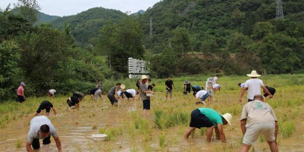 稻田摸鱼比赛