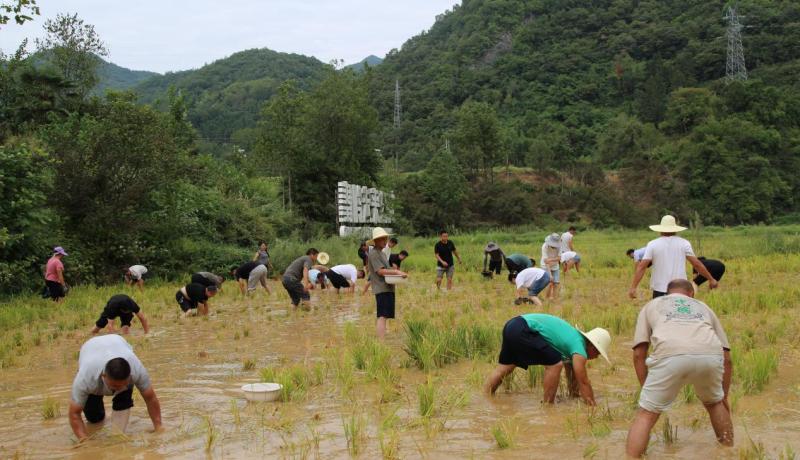 稻田摸鱼比赛