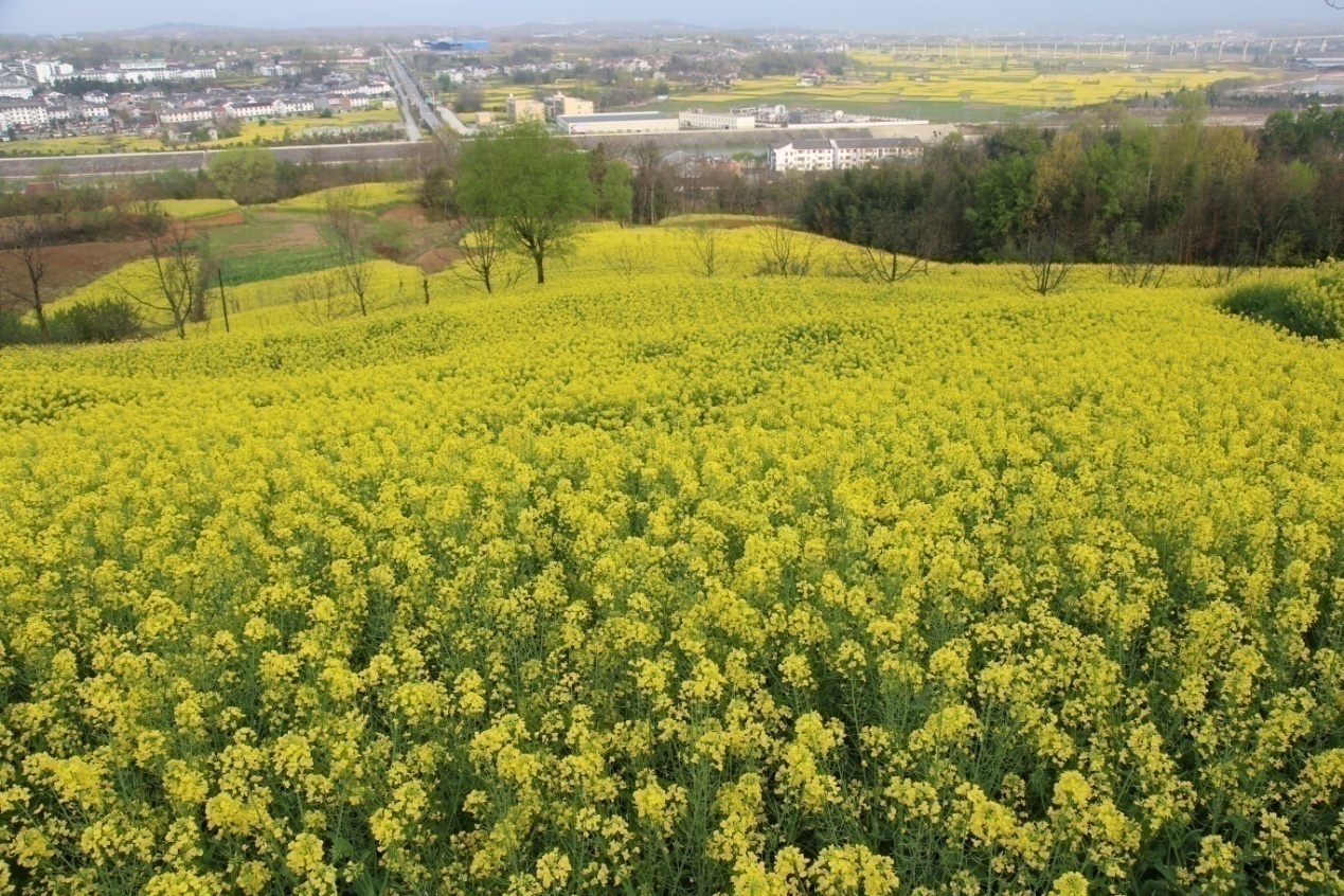 G:\陕西西乡堰口镇名山秀水花海绿茶美如画\IMG_1519.JPG