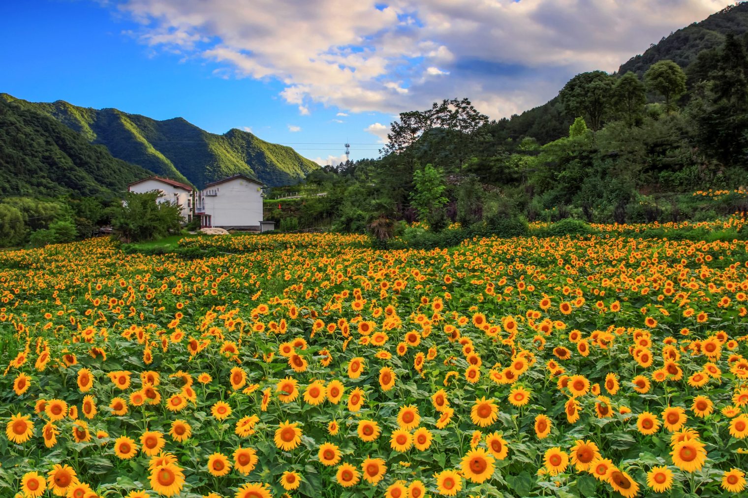 王家湾村