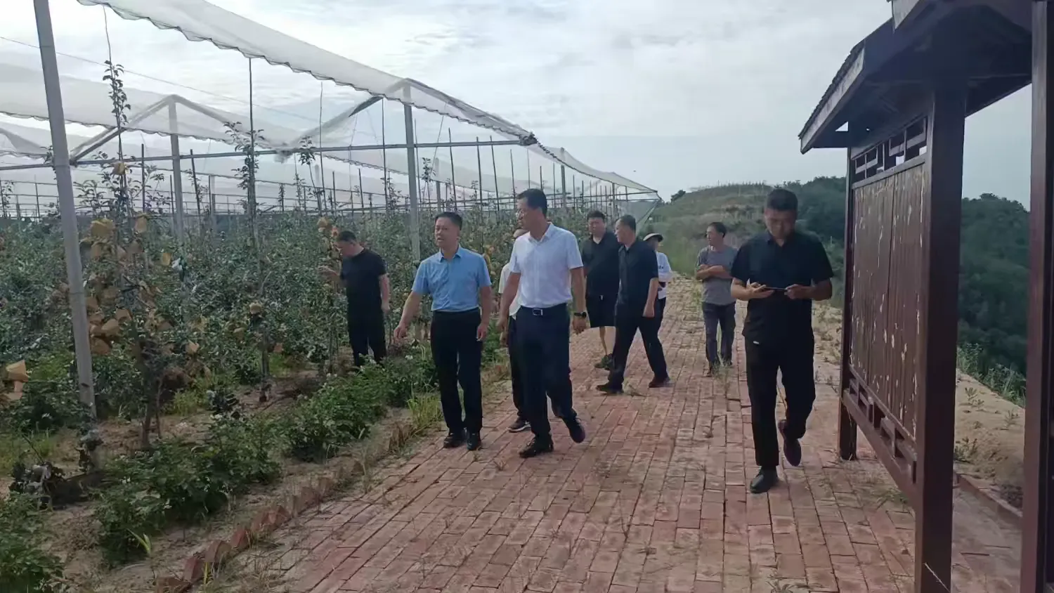 简篇-区果业局局长郭齐胜检查指导川口镇果树产业发展 镇长高永飞陪同 检查
