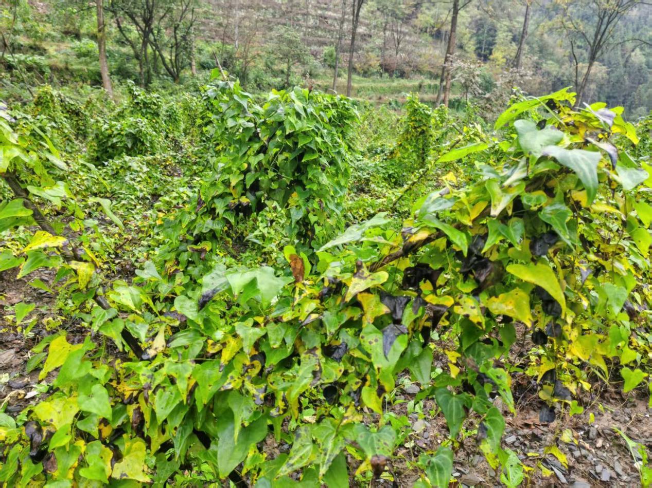 4af3f5c55f1b162703021fc17b9e31f