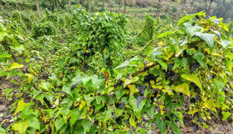 4af3f5c55f1b162703021fc17b9e31f