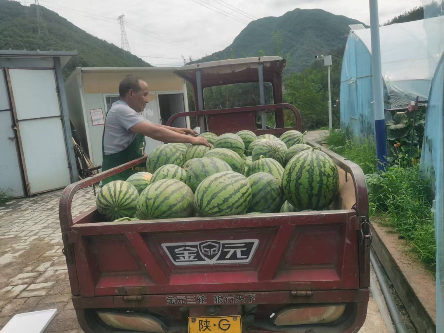 王仁华派员工到采摘园收西瓜