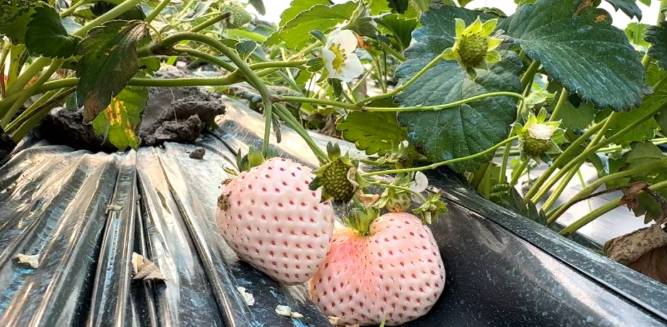 6a063e5b18d694747f165da9f61b1c56