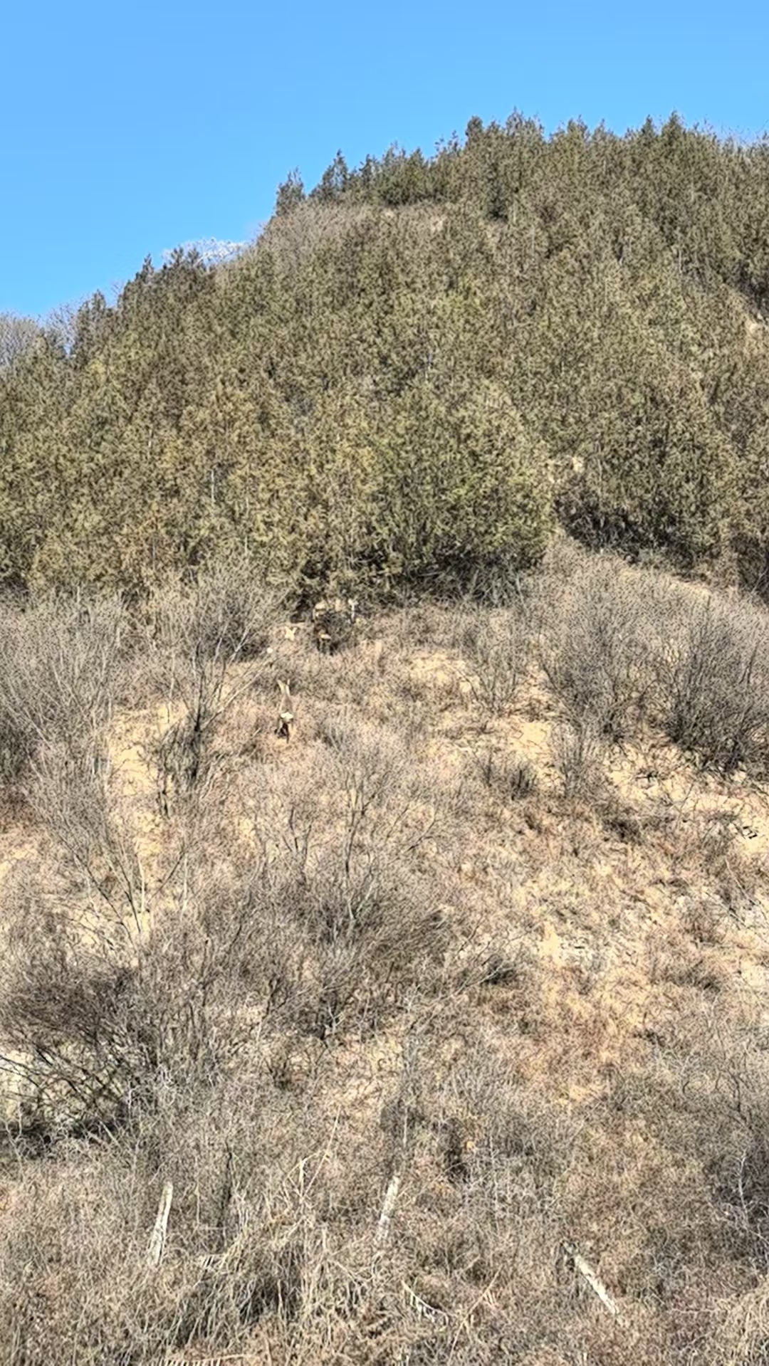 84cef8e93aaf165363e3dd493fe3a776