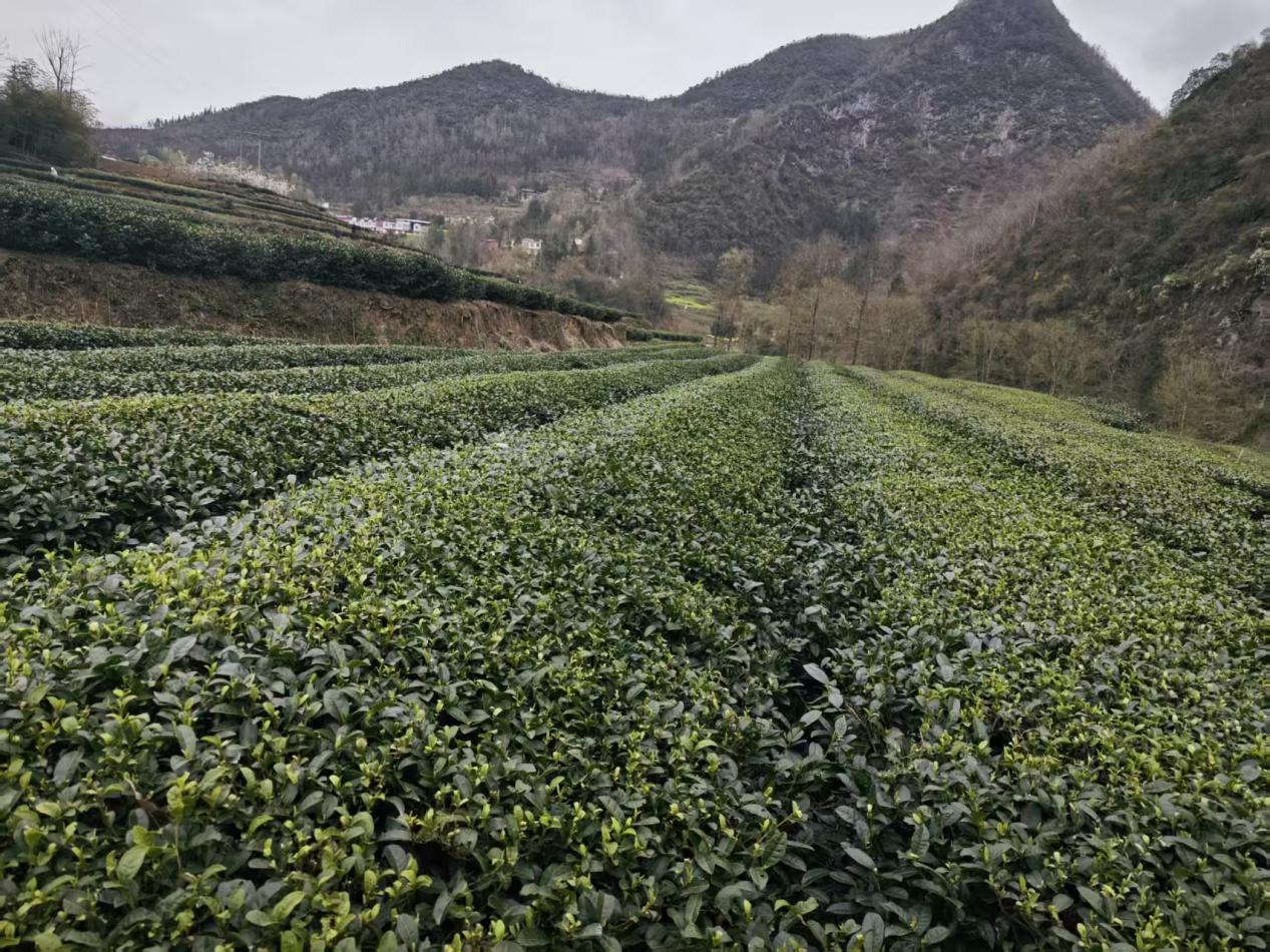 1dd2f05cb3e63ddd307571b7f29c258f