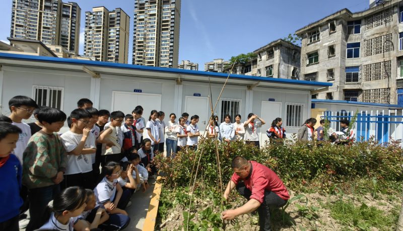 漢陰縣第二小學(xué)：從“書桌”到“田間”，用勞動實踐串起成長鏈