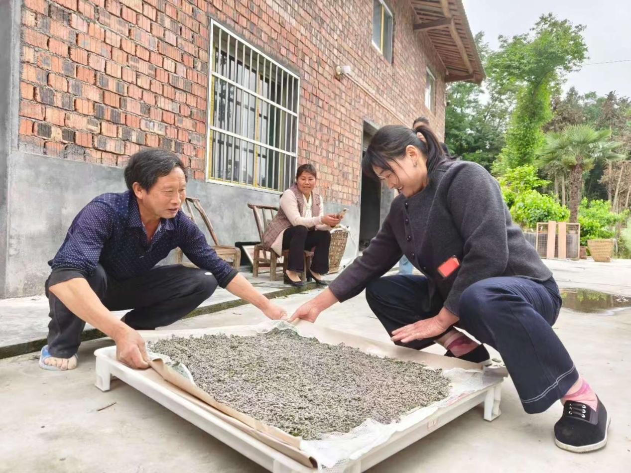 黎道志給蠶農(nóng)分發(fā)共育的小蠶