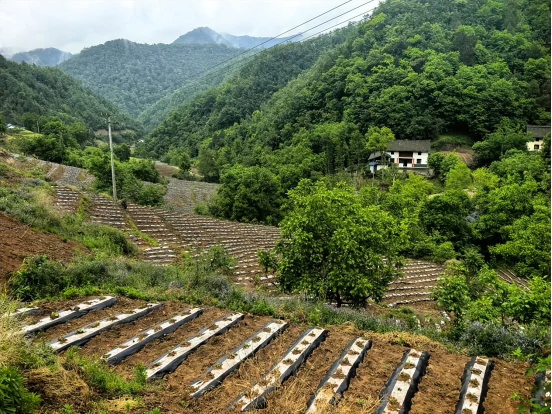 略陽縣西淮壩鎮(zhèn)大溝村：搶抓農(nóng)時保增收 雨潤煙田繪愿景