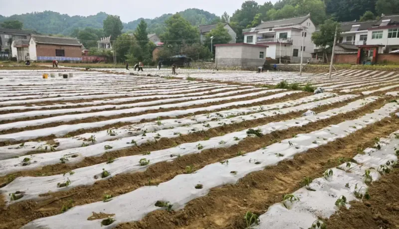 洛南縣高耀鎮(zhèn)：以菜興業(yè)促增收 用心辦事暖民心