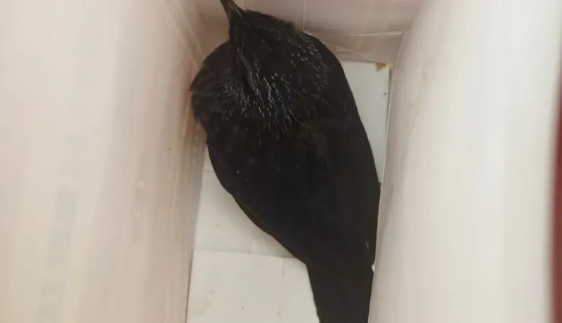漢陰縣蒲溪鎮(zhèn)成功救助國家二級保護動物——紫嘯鶇