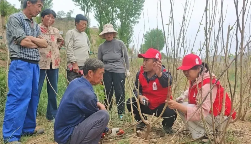 子長(zhǎng)市蠶桑開發(fā)中心：以科技助力蠶桑產(chǎn)業(yè)提質(zhì)增效