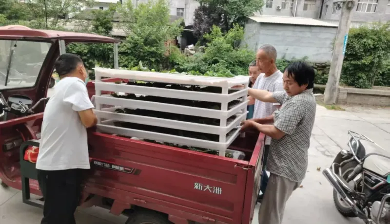 白河縣茅坪鎮(zhèn)：小蠶共育“織”出致富路