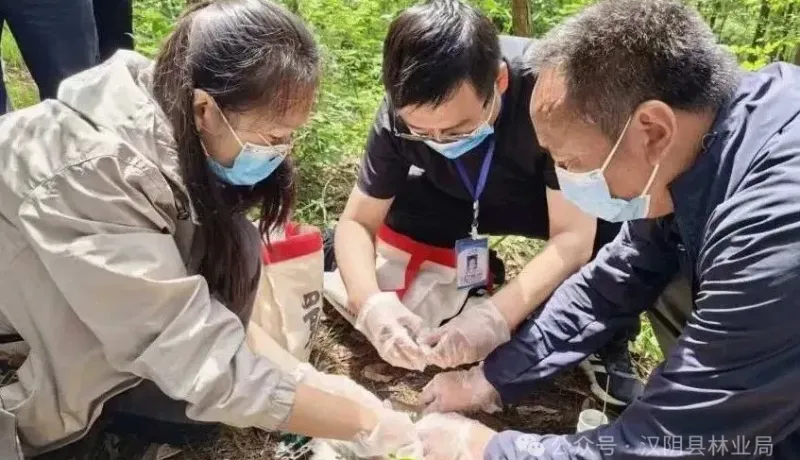 漢陰縣：11只朱鹮佩戴環(huán)志 擁有專屬“身份證”