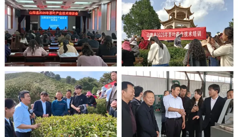 山陽縣農業(yè)農村局召開2026年茶葉產(chǎn)業(yè)發(fā)展推進會暨技術培訓會