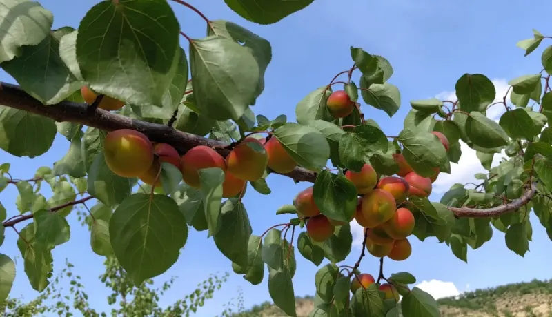 杏子熟了，日子甜了?——子長市馬家砭鎮(zhèn)紅梅杏示范園迎來豐收季