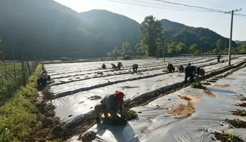 商州區(qū)牧護關鎮(zhèn)：高山冬瓜定植忙 特色產(chǎn)業(yè)助振興