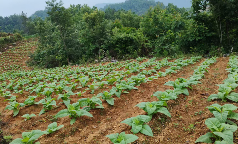 漢陽(yáng)鎮(zhèn)交通村：煙田有生機(jī) 增收有底氣