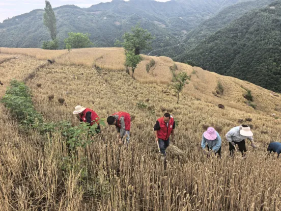 略陽縣樂素河鎮(zhèn)：風(fēng)雨不誤搶收忙 集體經(jīng)濟兜底勇?lián)? loading=