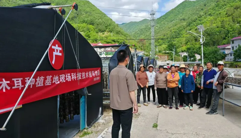 柞水縣紅巖寺鎮(zhèn)：技術服務到地頭 把脈問診助豐收