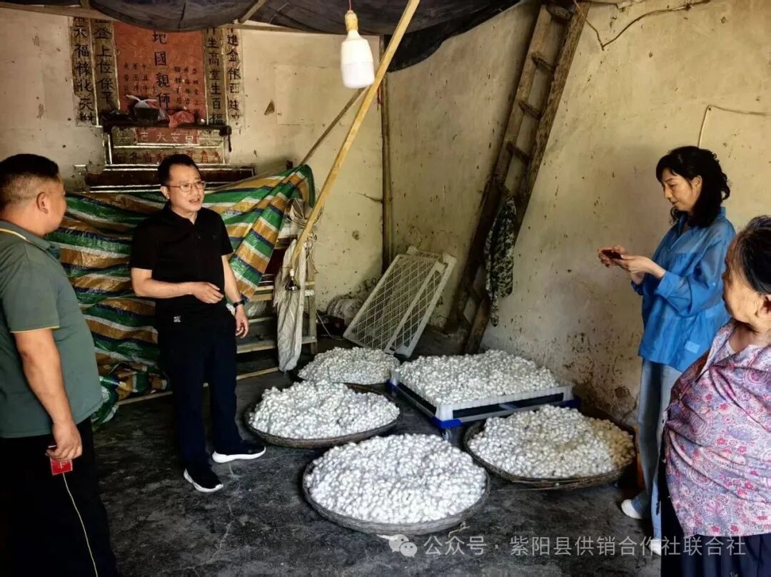 紫陽縣供銷聯(lián)社蠶桑服務(wù)隊開展春繭收購工作