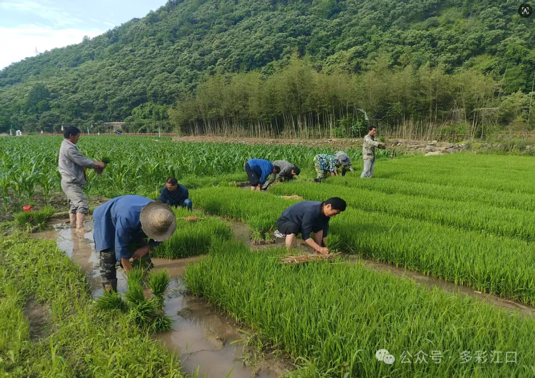 寧陜縣江口回族鎮(zhèn)：稻魚共生促雙贏