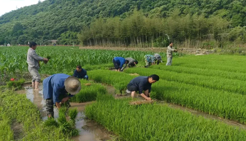 寧陜縣江口回族鎮(zhèn)：稻魚共生促雙贏