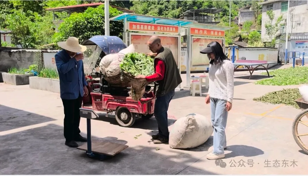 紫陽(yáng)縣東木鎮(zhèn)：一片綠葉促增收 惠民實(shí)事暖民心