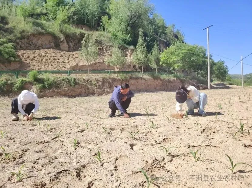 子洲縣：春播收官苗情喜人 植保護(hù)航秋糧豐收