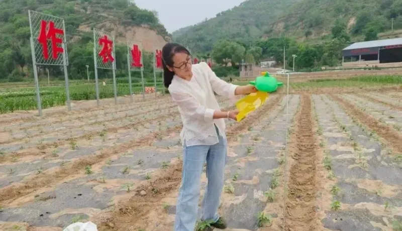 子洲縣農(nóng)業(yè)農(nóng)村局：田間布設誘蟲設備 筑牢農(nóng)作物安全防線