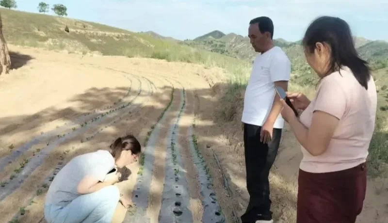 子洲縣農(nóng)業(yè)技術(shù)服務(wù)中心：田間踏查記長勢 農(nóng)技服務(wù)助豐產(chǎn)  ??