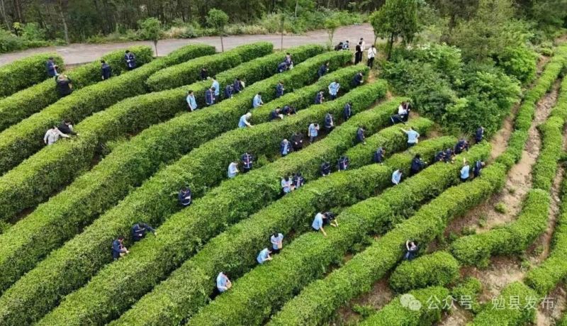 勉縣元墩鎮(zhèn)：黨建引領(lǐng)促振興 消費(fèi)幫扶暖人心