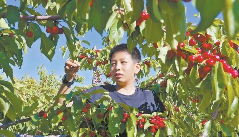 靖邊：沙地櫻桃紅 增收路更寬