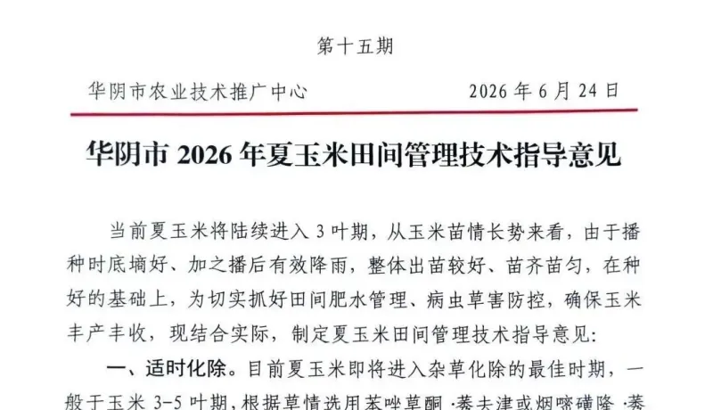 華陰市2026年夏玉米田間管理技術(shù)指導(dǎo)意見