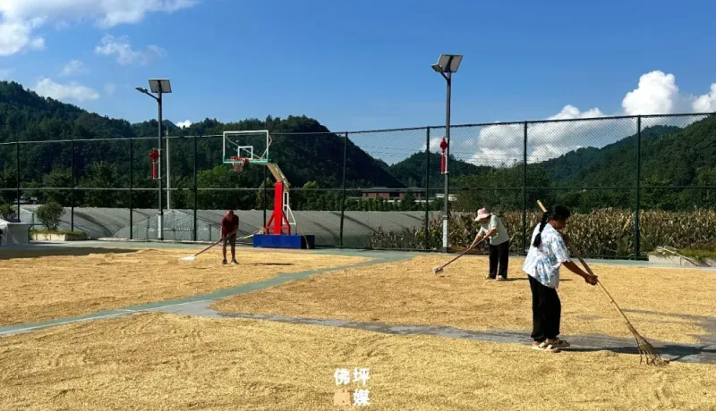 佛坪县陈家坝镇：院坝变“晒”场 晒出丰收景连紧干群心